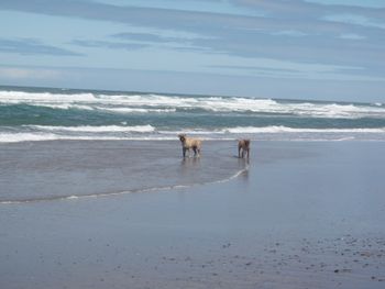Polani at the Oregon coast with her friend Mia.
