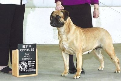 Gaffle bullmastiffs hot sale