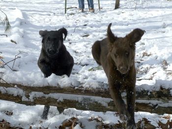 Two Stoney pups
