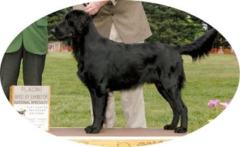CH Banquo's Murphy Chimes In. 4th place BBE class at the FCRSA National Specialty 14 Months old
