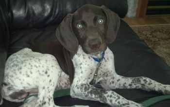 Mercer-whelped 4/21/12-out of Greta & Ike-Picture sent by proud owner Alex
