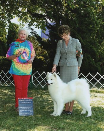 Championship winning Samoyeds!
