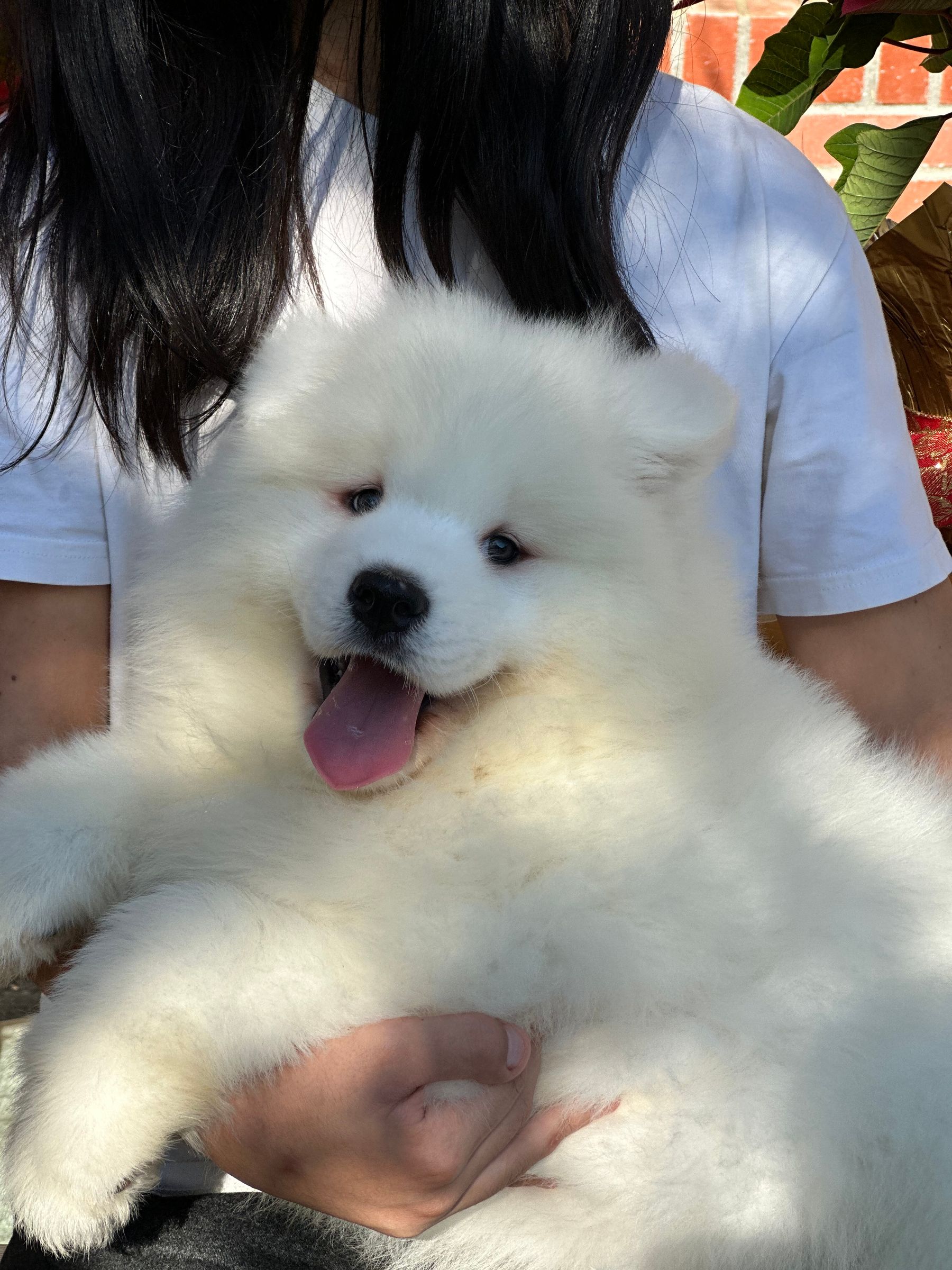 Silver cheap mist samoyeds