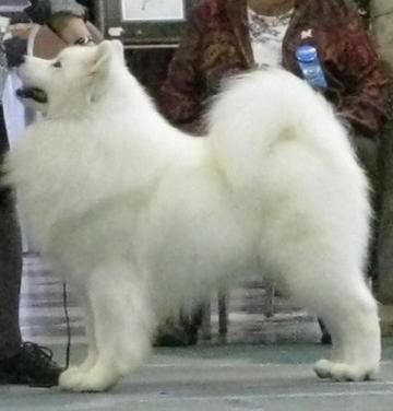 Silver cheap mist samoyeds