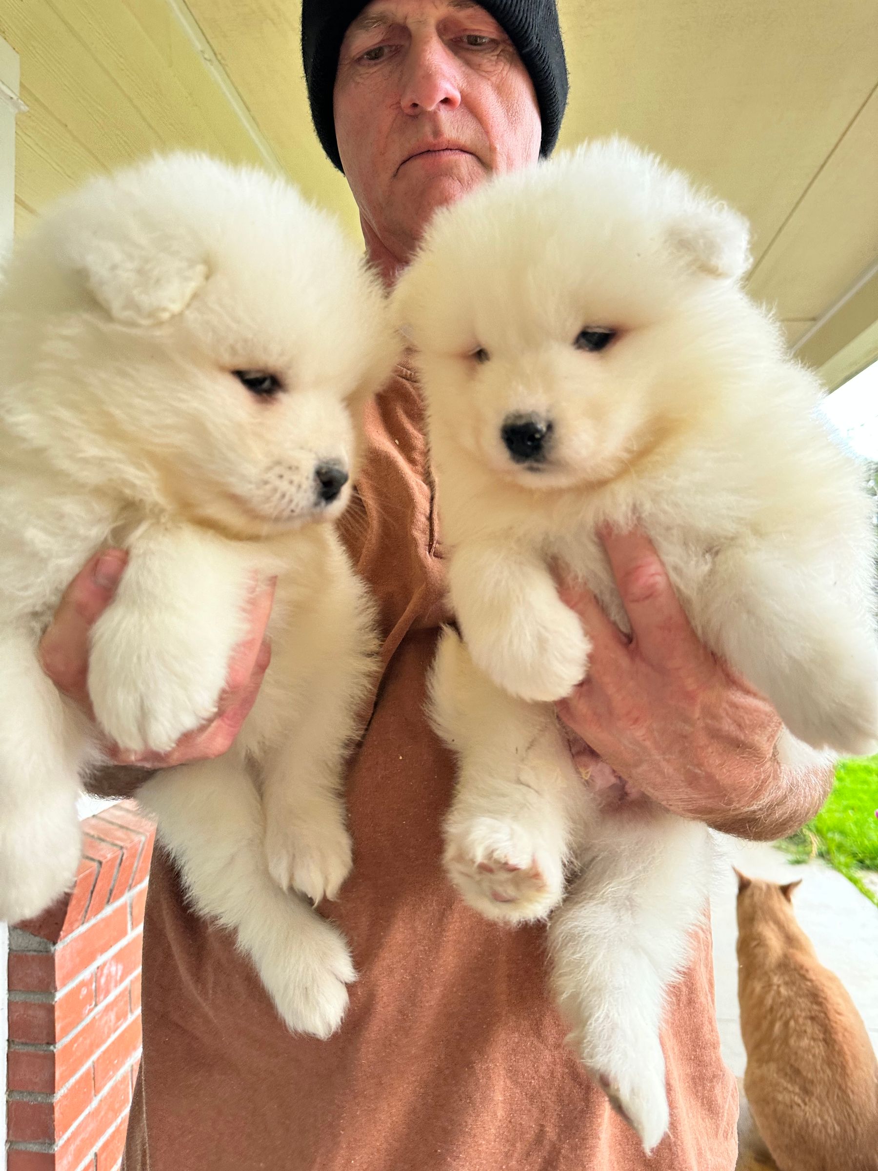 Akc 2025 samoyed puppies