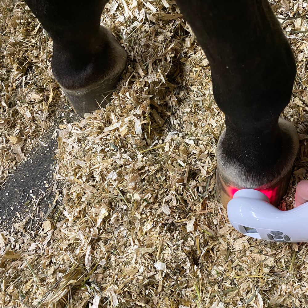 equine red light therapy  equine red light therapy certification red light therapy for horses