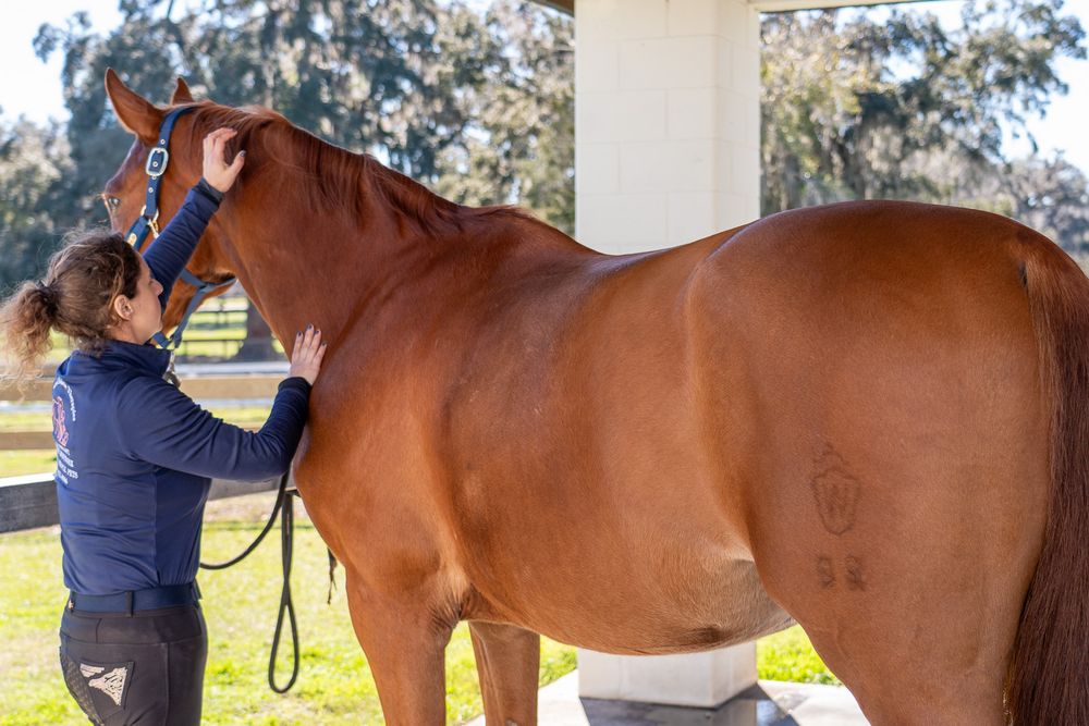 Balanced Holistic Therapies What is Equine Massage