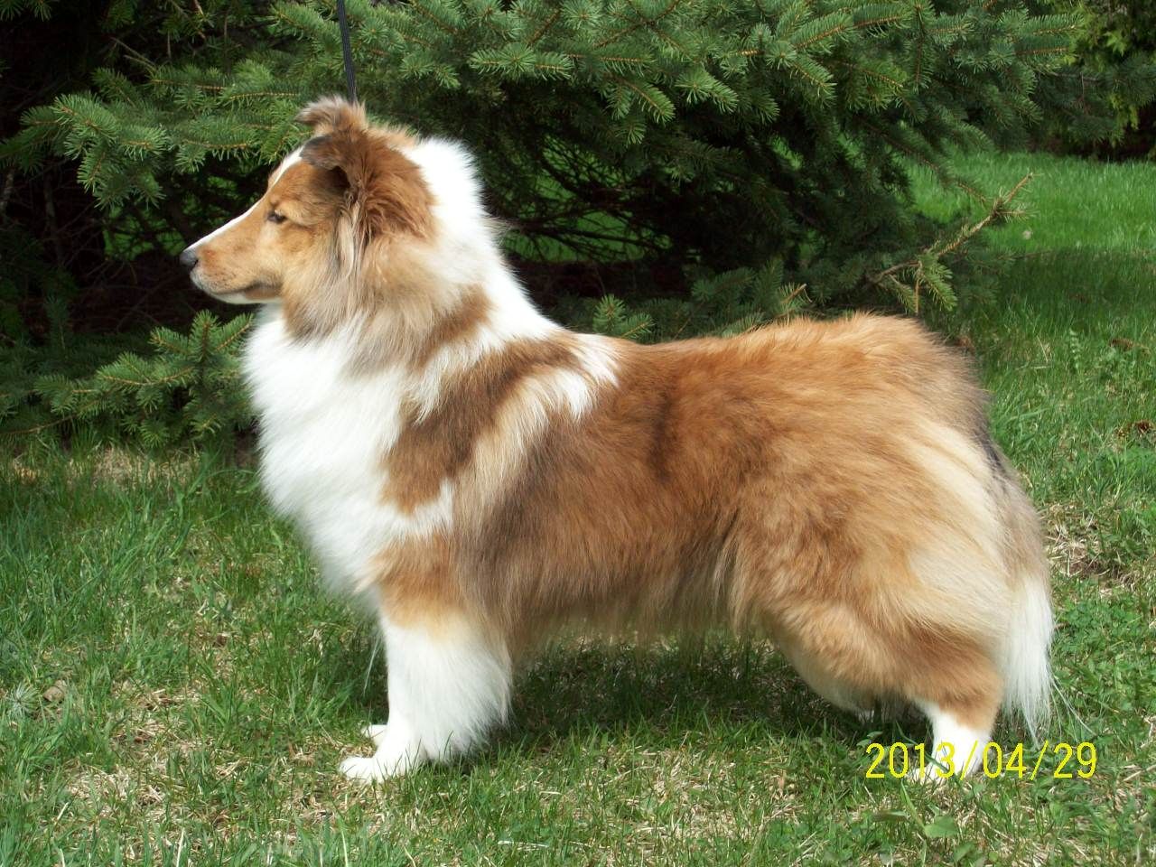 Apple acres best sale shelties for sale