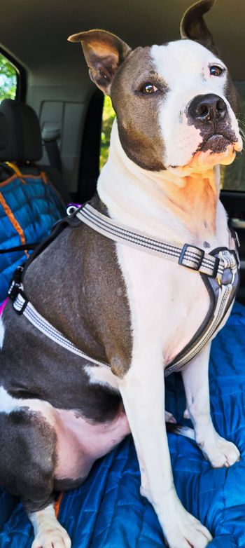Pitbull Teddy Rodney Gene Junior
