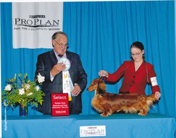 CH. Hunderbar Boom Boom Pow SL "Sasha" went select bitch at the DCA host show under breeder judge John  WadeWa
