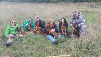 Group of red longhairs
