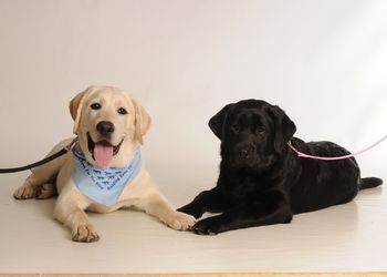 Megan w/friend in training for Guide Dogs.
