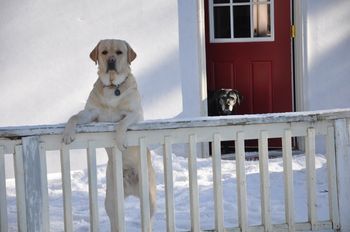 Timber and Frankie @ their cottage. Timber is a Savvy son out of Score.
