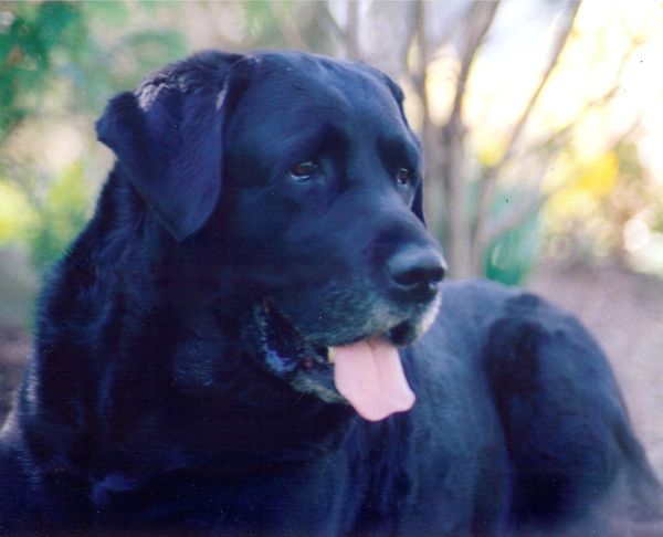 Blue sales patriot labradors