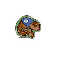 Hellbender Salamander sticker