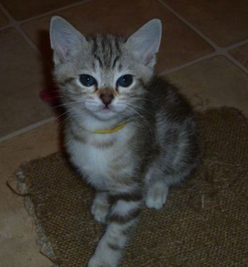 Pixie's Brown Marbled Female kitten MADELENE (yellow collar)@ 6 weeks.
