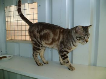 Zorro showing his marbled pattern Zorro has thrown beautiful colouring in his kittens with Matilda Blue ('Tilda)
