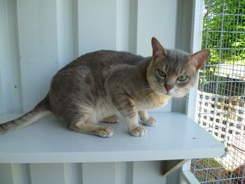 Al'adin of Hastur: Owner Terry Goulden Hastur Cattery. Al'adin was the first of Ellie's beaus. He is a beautiful blue spotted boy who is very gentle with the girls
