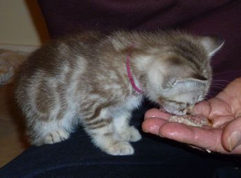 Pixie's Brown Marbled Female kitten ALICE (red collar) @ 6 weeks.
