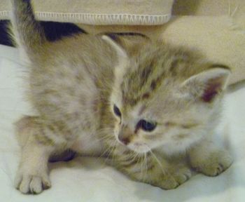 Pixie's Brown Spotted Boy JACK @ 4 weeks.
