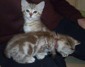 Pixie's 2 Brown Marbled Female kittens@ 6 weeks.
