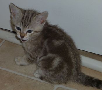 Pixie's Brown Marbled Female kitten MADELENE (yellow collar) @ 6 weeks
