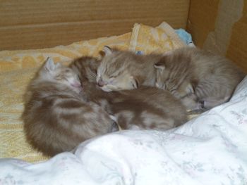 2 spotted kittens (1 boy and 1 girl) and 2 marbled girls.  All kittens are brown.
