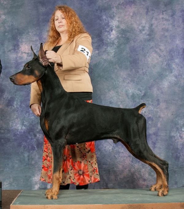Quest taking his first Best of Breed win, handled by Kristin Allen.