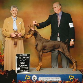 Doberman Club of America - Futurity. Judge: Marj Brooks
