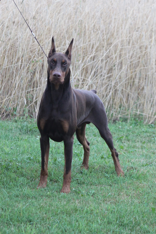 El Diablo Negro dobermann kennel