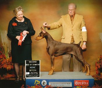 Doberman Club of America - 9 months Judge: Judy Smith
