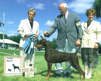 At 10 months - BOS over mature specials and Best Puppy in Specialty - Judge: Maida Puterman
