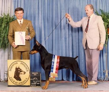 Am/Can Ch. Liberator's Springsteen - Multi BIS winner and 1990 DPCA Winners Dog.
