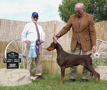At 6 months - finishing his Canadian Ch. in 3 shows under Lester Mapes -Thames Valley specialty
