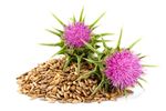 Milk Thistle (1 oz.)