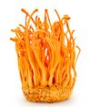 Cordyceps (1 oz.)