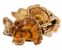 Turkey Tail (2 oz.)