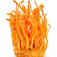 Cordyceps (2 oz.)