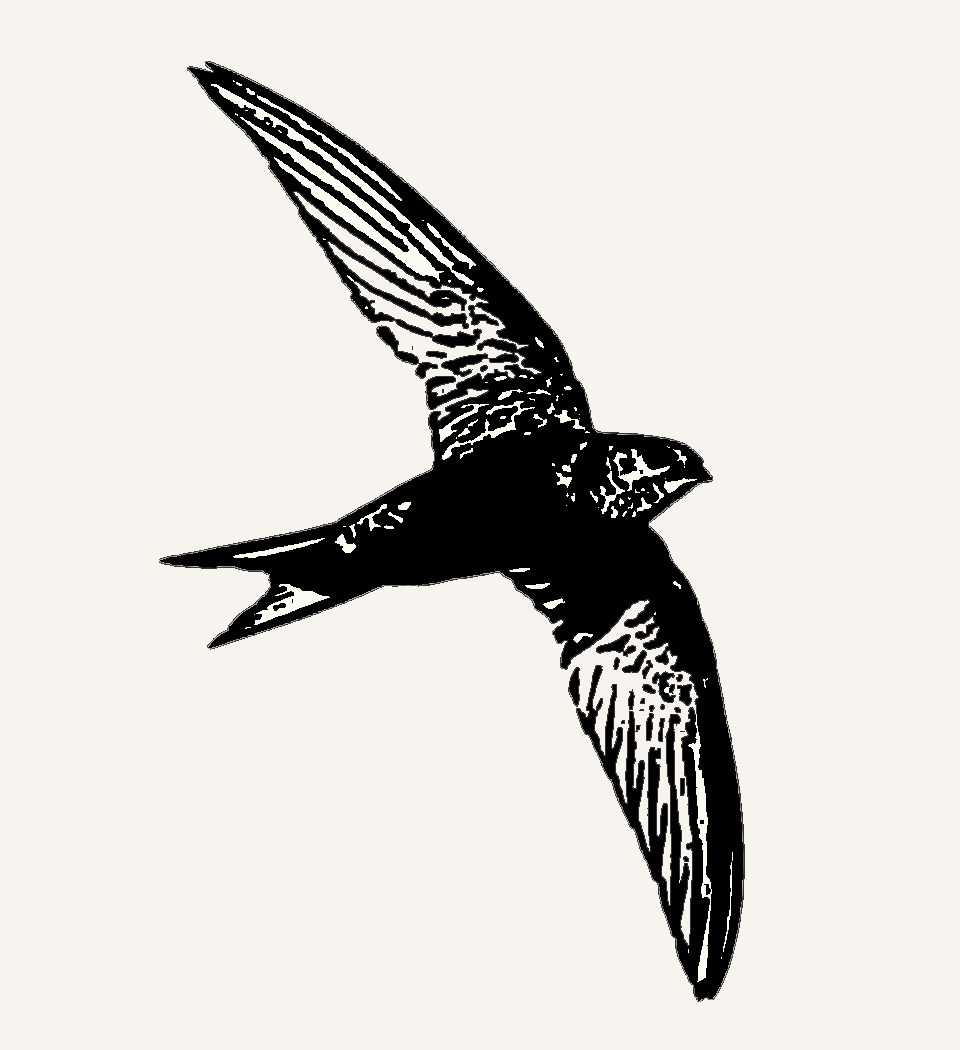 Swift In Flight Outline A sky full of swifts...