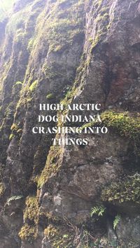HIGH ARCTIC-The DOG INdIANA-CRASHING into THiNGS