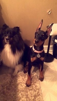 Mercy & Sheltie friend
