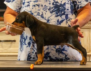 Orange Collar Male
