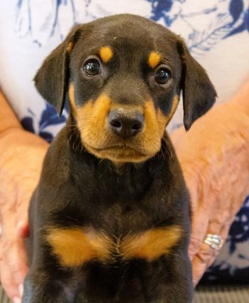 Red Collar Male
