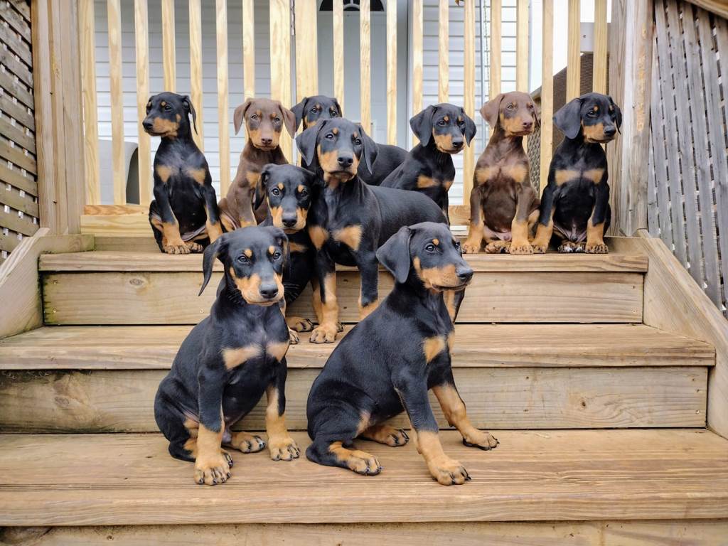 Doberman Puppies