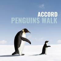 Penguins Walk von ACCORD