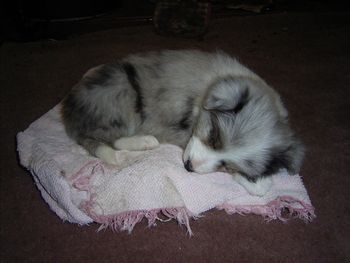 Fast asleep in front of the fire after my big ride 29/09/07
