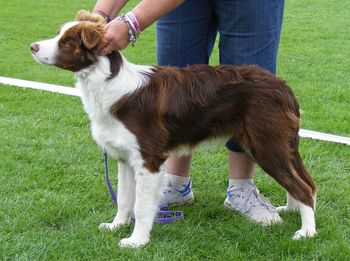 Taken at Noorat Champshow 2009 - boy Im growing up
