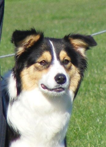 Fenn 2011 Border Collie Champshow
