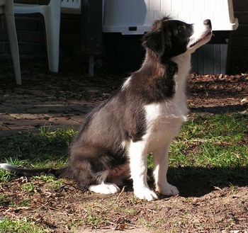 Zorro at 4 mths doing a sit stay
