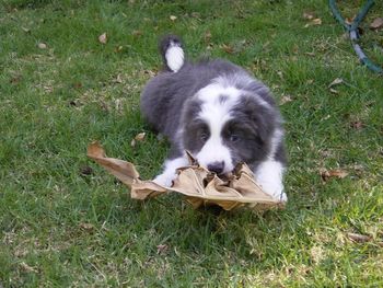 Flyn playing with a leaf - 28/06/08
